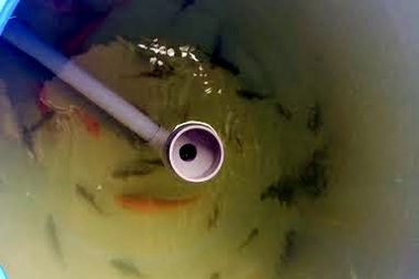 Dân Hà thành làm "ao" nuôi cá trên sân thượng