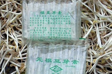 Dùng hóa chất lạ để làm giá đỗ