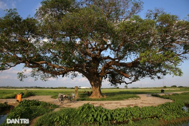 Cây muỗm 600 năm tuổi có nguy cơ chết khô vì bị quây bê tông quanh gốc