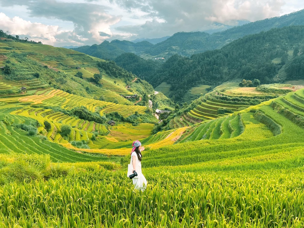 Du khách đổ về mùa vàng Mù Cang Chải, đơn vị lữ hành ào ào chốt tour - 1 Du khách đổ về mùa vàng Mù Cang Chải, đơn vị lữ hành ào ào chốt tour - 1