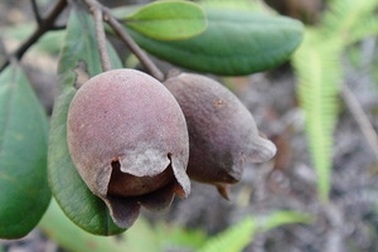 Lạng Sơn: Bùng phát tình trạng lên rừng đào rễ sim 