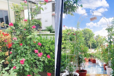 Mẹ đảm Nghệ An tiết lộ "chiêu" chăm vườn hồng ban công ngát hương