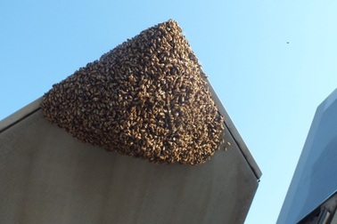 Mỹ: Siêu chiến đấu cơ F-22 Raptor bị 20.000 con ong "dìm" xuống đất