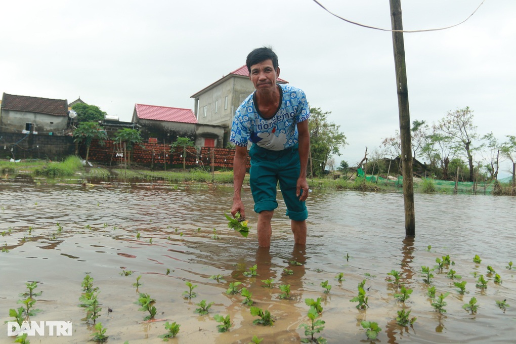 50ha hoa chìm trong biển nước, nông dân lo mất Tết - 2