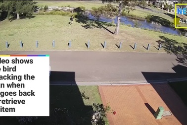 Chim ác là đuổi theo tấn công người đàn ông trong công viên