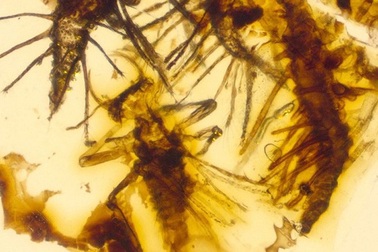 Côn trùng 130 triệu năm tuổi bị mắc kẹt trong hổ phách ngay khi vừa được sinh ra