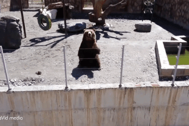 Thú vị xem gấu vẫy tay thân thiện chào khách