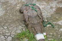 Cà Mau tiếp tục xảy ra cá sấu sổng chuồng