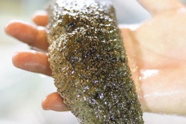 Lần đầu tiên phát hiện hải sâm Mít xanh ở Việt Nam