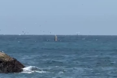 Cá voi xuất hiện ở vùng biển thuộc vịnh Nha Trang