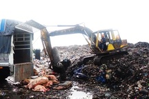 Tiêu hủy đàn heo chứa chất cấm Salbutamol