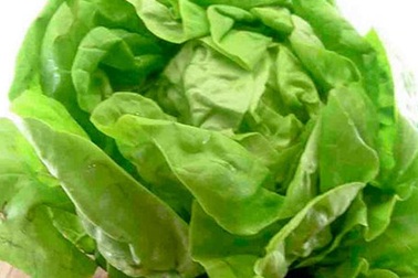 Ai tuyệt đối không nên ăn rau xà lách