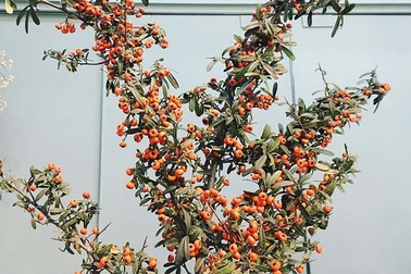 Cành hồng lạ của Trung Quốc, chị em lùng mua chơi Tết