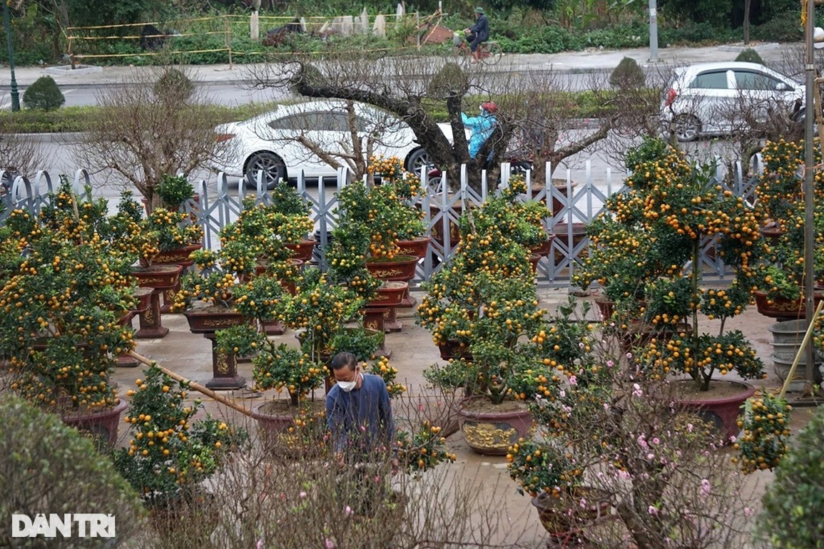 Đào khủng cổ thụ bàn tay lộc, hét giá trăm triệu đồng ở Thanh Hóa - 8 Đào khủng cổ thụ bàn tay lộc, hét giá trăm triệu đồng ở Thanh Hóa - 8