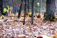 Cựu lính thuỷ đánh bộ Mỹ chạm trán quái vật chân to Bigfoot