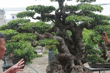 Sanh cổ “tân cổ giao duyên”, đại gia trả 10 tỷ đồng vẫn không mua được