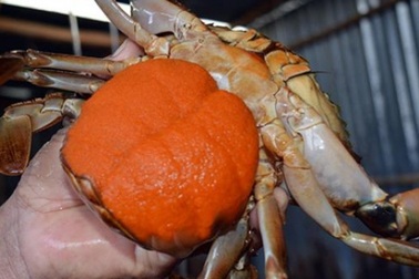 Thú vị nghề nuôi “vỗ béo” cua mẹ