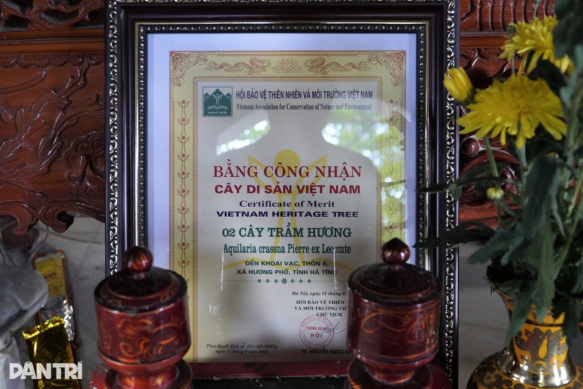 Ngắm 2 cây trầm hương hơn 200 năm tuổi được công nhận Cây Di sản Việt Nam - 10 Ngắm 2 cây trầm hương hơn 200 năm tuổi được công nhận Cây Di sản Việt Nam - 10