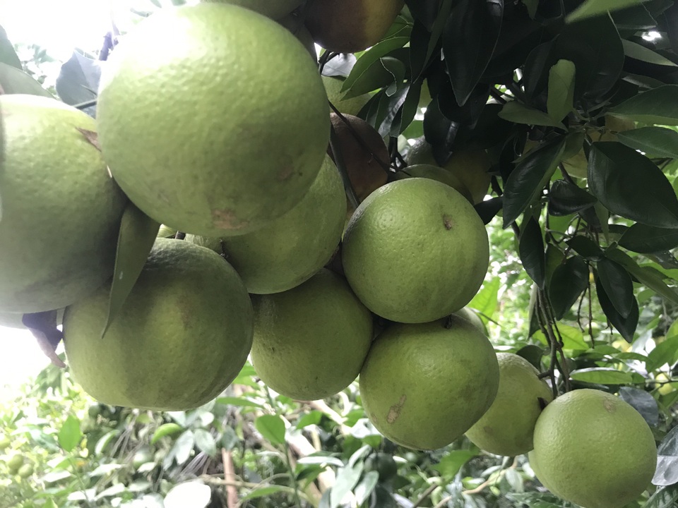 Nuốt nước mắt nhìn cam đặc sản nức tiếng rụng dần - 4 Nuốt nước mắt nhìn cam đặc sản nức tiếng rụng dần - 4