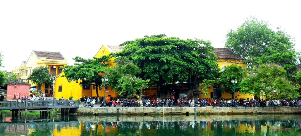 Rực rỡ sắc hoa muồng hoàng yến ở phố cổ Hội An - 9 Rực rỡ sắc hoa muồng hoàng yến ở phố cổ Hội An - 9