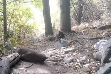 Linh miêu tử chiến rắn đuôi chuông và cái kết không mấy bất ngờ