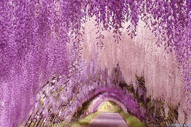 Những đường hầm hoa tử đằng đẹp ngất ngây ở Nhật Bản