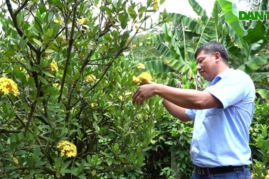 Trồng bông trang độc lạ, anh nông dân Đồng Tháp kiếm hàng trăm triệu đồng