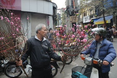 “Tặng nhau cành đào, cây quất thì không vi phạm gì”