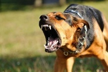 Chơi với chó nhà nuôi, bé 6 tuổi bị cắn một bên mặt