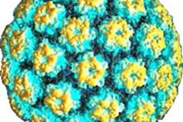 Lời cảnh báo từ vi rút HPV