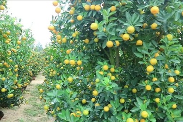 Quất Hội An vào vụ Tết