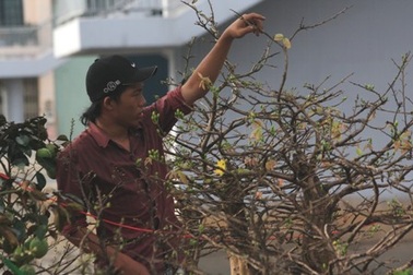 Mở màn chợ Hoa Tết Tân Mão