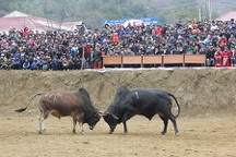 Tưng bừng cuộc thi chọi bò của người Mông