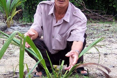 Phú Yên: Dừa “tí hon” ra buồng 18 trái