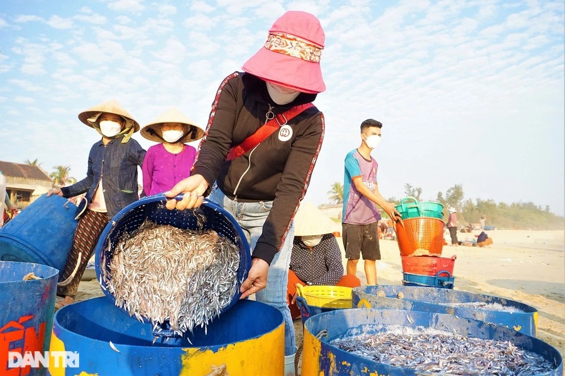 Trúng đậm những mẻ cá tí hon, ngư dân kiếm tiền triệu sau vài giờ ra khơi - 7 Trúng đậm những mẻ cá tí hon, ngư dân kiếm tiền triệu sau vài giờ ra khơi - 7