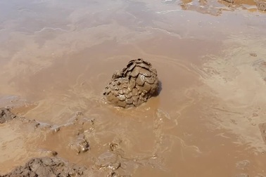 Tê tê tắm mình trong bùn để loại bỏ ký sinh trùng