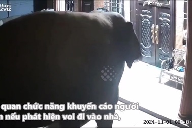 Khoảnh khắc kinh hoàng khi voi bất ngờ vào nhà dân kiếm ăn