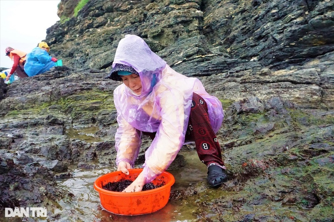Dân làng chài kiếm được bộn tiền nhờ loại rau lộc biển - 9 Dân làng chài kiếm được bộn tiền nhờ loại rau lộc biển - 9
