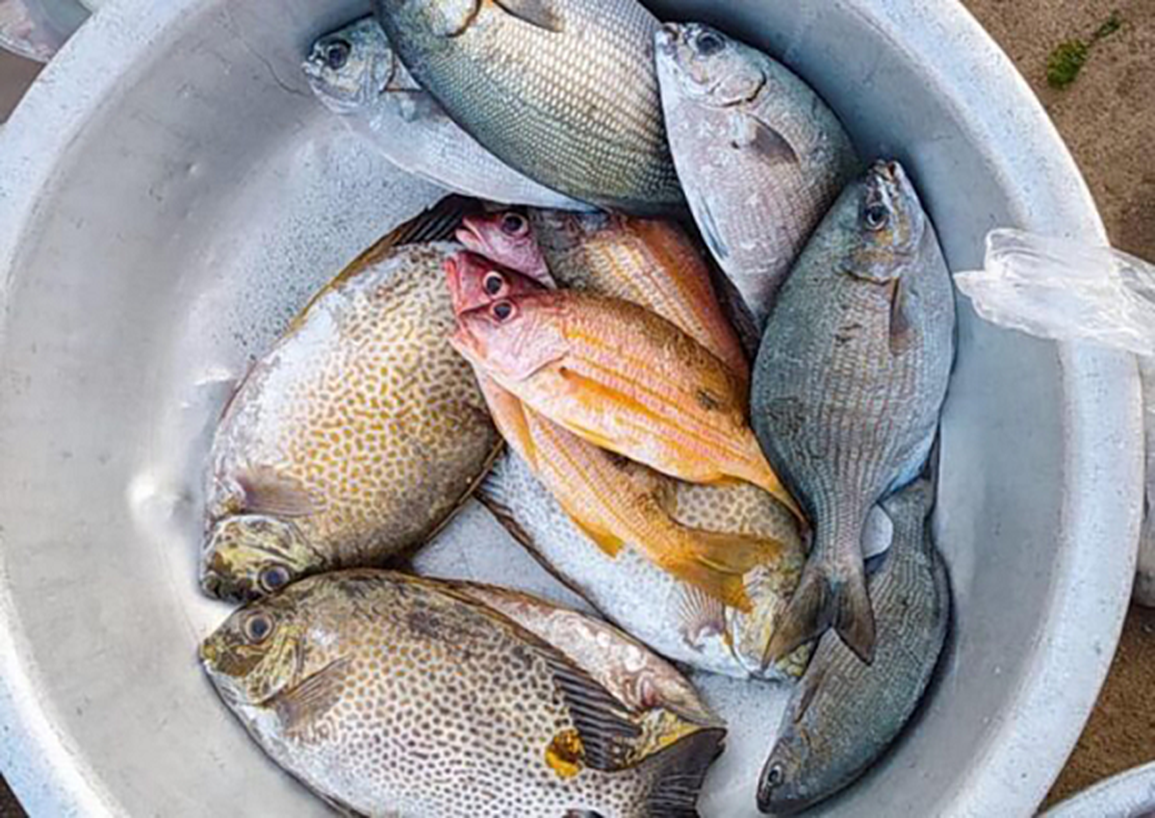 Dụng công săn loài cá tà ma mà giới nhà giàu săn lùng - 8