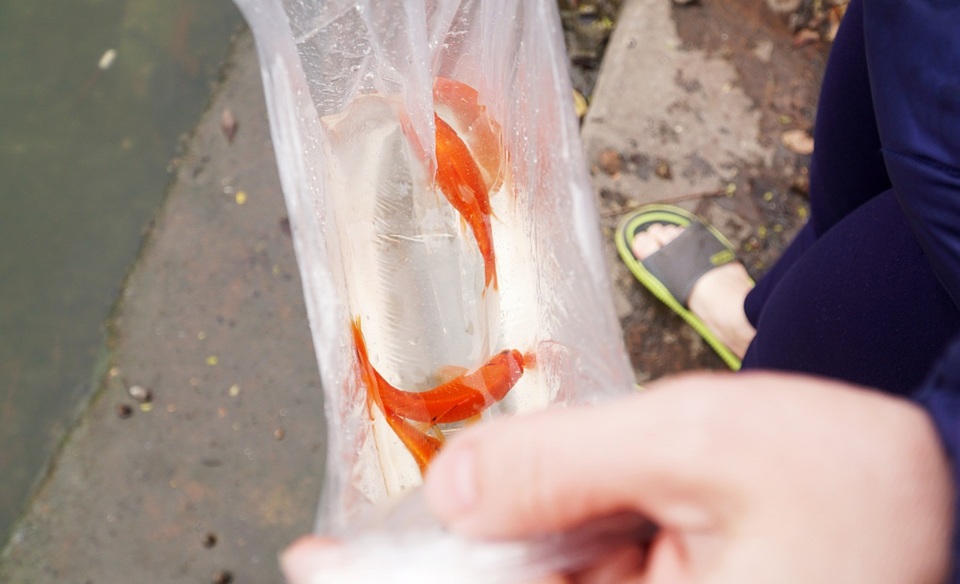 Chưa kịp chầu trời, cá vàng phóng sinh đã thảm hại dưới tay cần thủ - 3