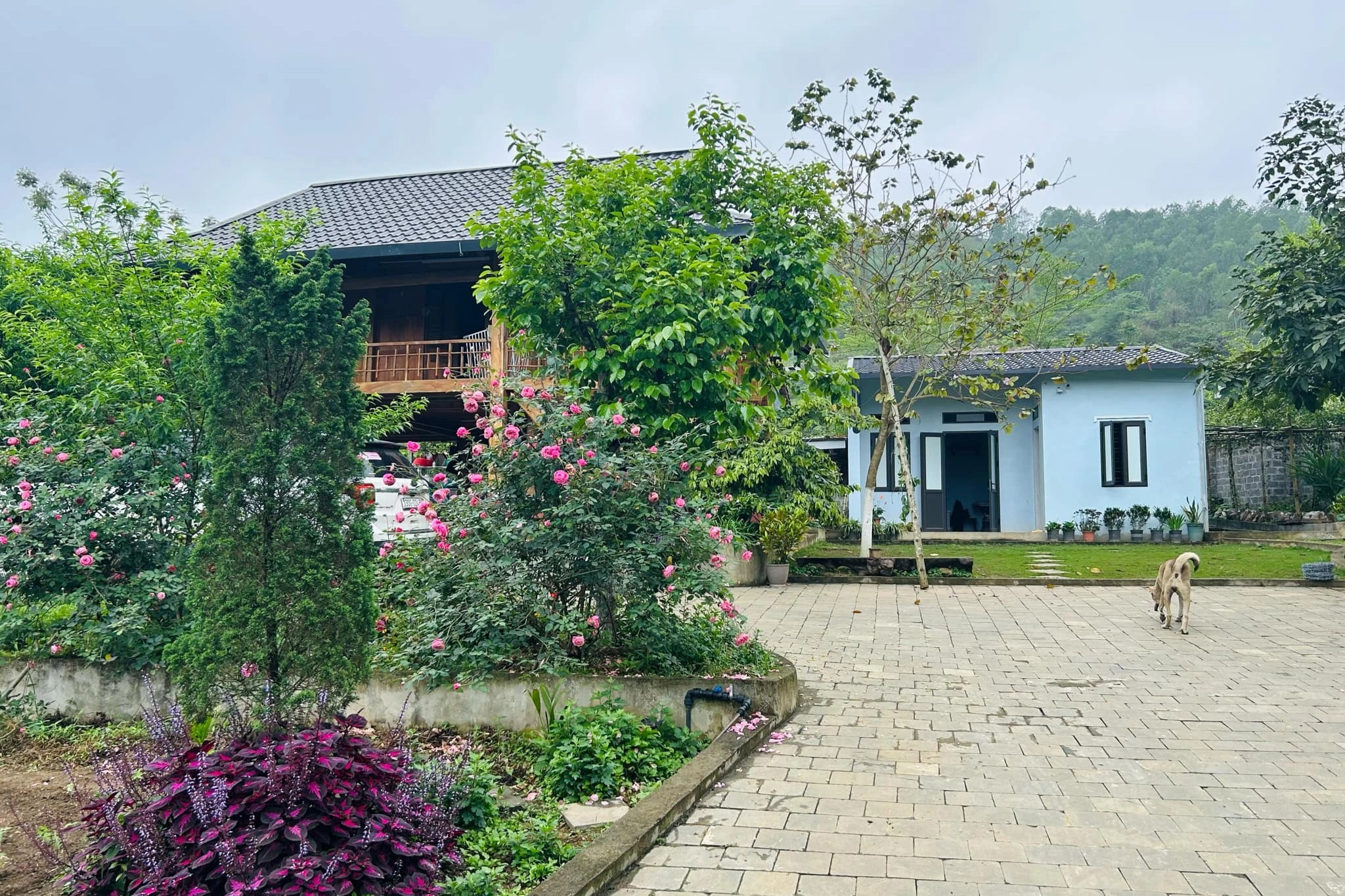 Sợ rau bẩn bụi mịn, vợ chồng ở Hà Nội mua 1.500m2 đất quê để nghỉ dưỡng - 10 Sợ rau bẩn bụi mịn, vợ chồng ở Hà Nội mua 1.500m2 đất quê để nghỉ dưỡng - 10
