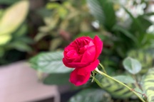 Có vợ vẫn trót lọt lừa tình 2 cô gái, chỉ bại lộ khi hai người họ gặp nhau