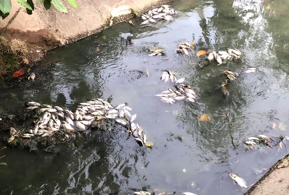 Cá chết trắng trên kênh Bưng Cải - 1 Cá chết trắng trên kênh Bưng Cải - 1