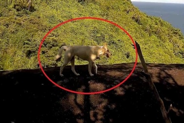 Thực hư loài "khỉ trắng" xuất hiện trên núi Ma Thiên Lãnh