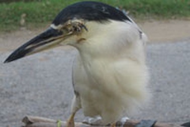 Phóng sự ảnh: Thương lắm cò ơi!