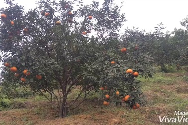 Mê mẩn những vườn cam bù chín mọng phục vụ dịp Tết