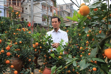 Chiêm ngưỡng vườn quất bon sai giá bạc tỷ "độc" nhất Hà Thành