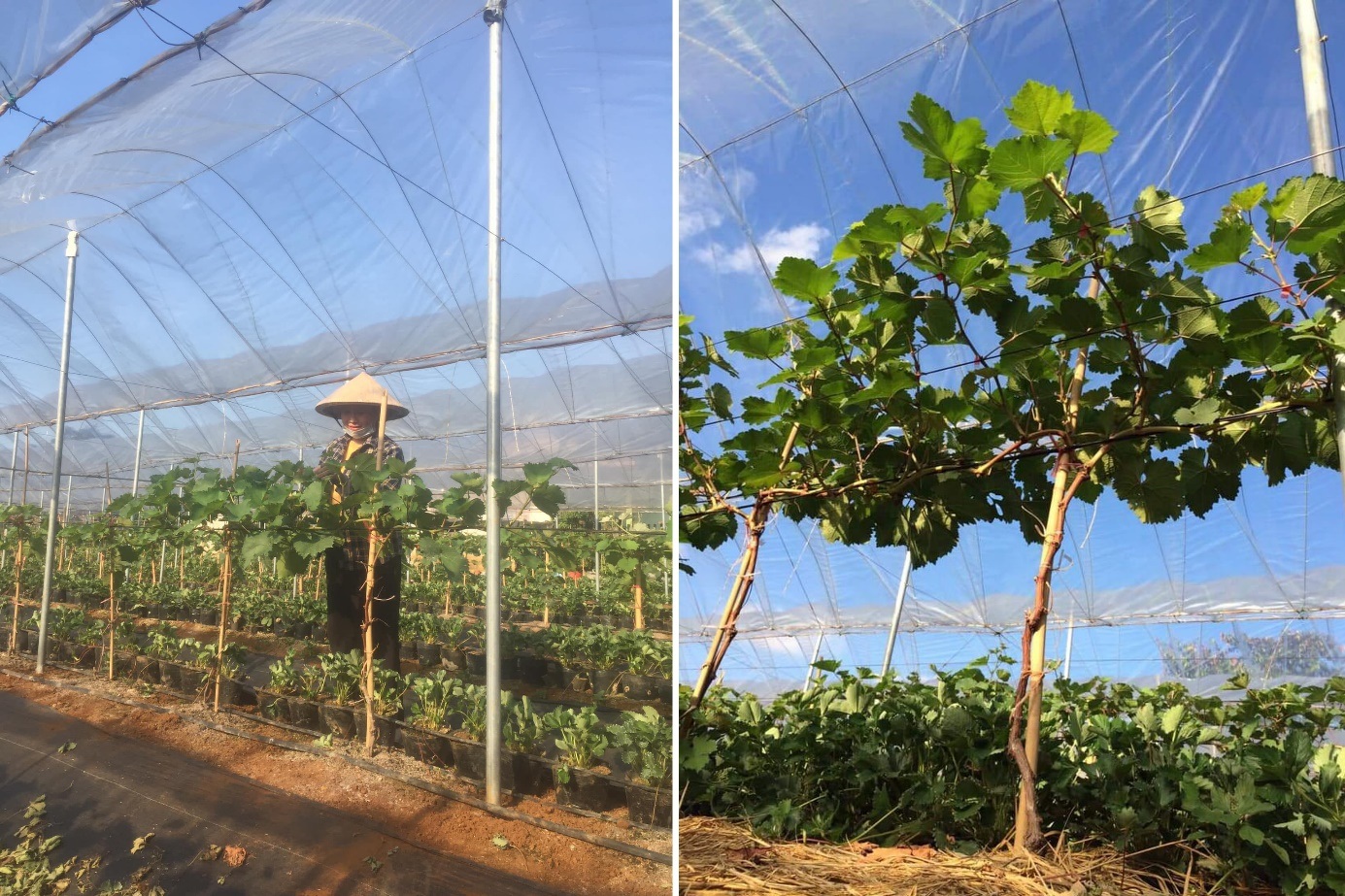 Ông chủ quán cà phê về quê cuốc đất trồng nho, dâu tây ở Quảng Trị - 2 Ông chủ quán cà phê về quê cuốc đất trồng nho, dâu tây ở Quảng Trị - 2