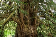 Kỳ lạ cây đại thụ cao gần 17 m "chuyển giới" sau 3.000 năm