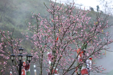 Chiêm ngưỡng những giống đào quý hiếm chỉ có tại Fansipan